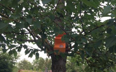 NOUVELLE(S) CABANE(S) À OISEAUX